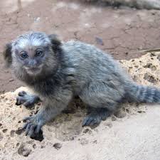 In periods of drought, they will also consume fruit and insects. Black Tufted Marmoset
