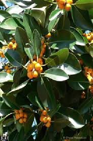 Image result for Ficus obliqua