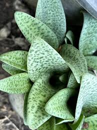 Image result for Drimiopsis botryoides