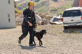 A very happy birthday to Search Dog GENO! 🥳🎂 Geno was originally on track to compete in the world of field trial competition, but his high excitement (and noise) levels proved to