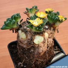 Image result for Nananthus