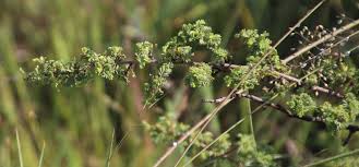 Image result for Kotschya uguenensis