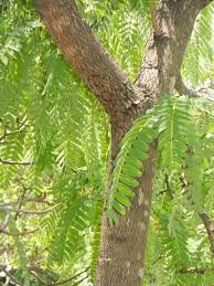 Image result for Brachystegia longifolia