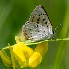 Image result for Ochna leptoclada