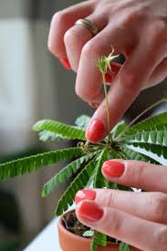 Image result for Biophytum