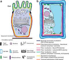 Plasma membrane animal cell or plant cell. A Comparison Of Plasma Membrane Pm Localization In Polarized Animal Download Scientific Diagram