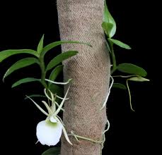 Image result for Angraecum infundibulare