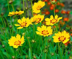 Coreopsis A Profile Of A Perennial Flower Howstuffworks