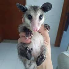 Poisoning this is a choice that several people would consider when wanting to slaughter a possum. Purrfect Purrbaby Rescue The Opossum Is Able To Withstand Up To 80 Rattlesnake Or Coral Snake Bites Thanks To Him There Is An Antidote To Poisonous Snake Venom Please Don T Kill