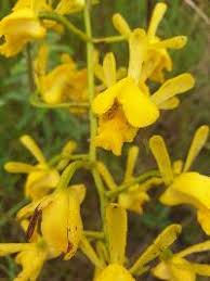 Image result for Eulophia fridericii