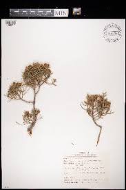 Image result for Gouania tiliifolia