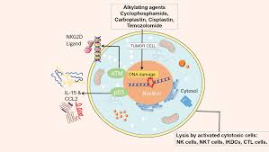 Image result for Alkylating Agent