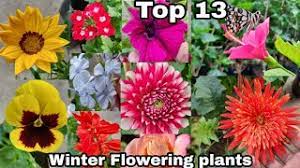 Top 13 Winter Flowering Plants Winter Season Flowering Plants The One Page Youtube