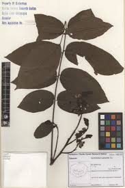 Image result for Centrolobium