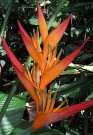 Bird Of Paradise Meaning In Hindi Pin By Keith Labat On When I Have A Backyard Tropical Landscaping Tropical Plants Tropical Garden Plants