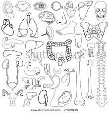 | on our website, we offer you a wide selection of coloring pages, pictures, photographs and handicrafts. Internal Organs Human Body Image In Black And White Human Body Human Body Organs Human Body Science