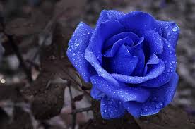 صور ورد أزرق طبيعي رائع الجمال روزبيديا