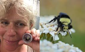 cellophane bees, solitary bees, citizen science, ground-nesting bee,  polyester bee