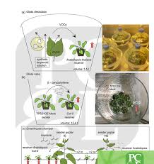 See more of plant, cell & environment on facebook. Plant Cell Environment On Twitter In Frank Et Al S Paper From Maariarosenkra1 S Lab At Hemholtzmunich They Investigate Volatile Organic Compounds And Explore How Vocs Esp Isoprene Ss Caryophyllene Can Confer Plant Resistance