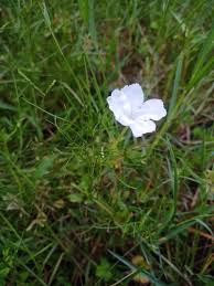 Image result for Rhamphicarpa brevipedicellata