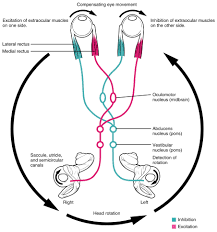 The Vestibular System And Eoms Part 2 Vestibular System Anatomy And Physiology Human Anatomy And Physiology