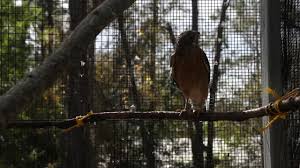 Calusa society developed from that of archaic peoples of the everglades region. Calusa Nature Center And Planetarium Needs Help