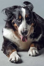 Mini bernese mountain dog puppies texas. Animal Dog Bernese Mountain Dog Domestic Pets Canine Domestic Animals Mammal One Animal Portrait Pxfuel