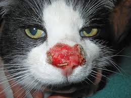 We did not find results for: Top 5 Viral Dermatoses In Cats Clinician S Brief