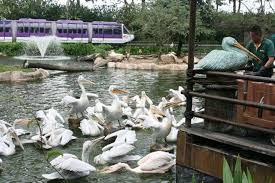 Wer sich für vögel interessiert der kommt in singapur jurong bird park nicht herum. Jurong Bird Park Best Attractions In Singapore
