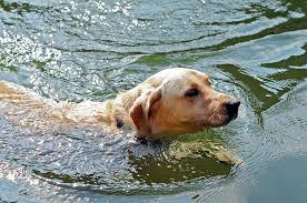 Golden Retriever Swimming Close Photograph By Susan Leggett