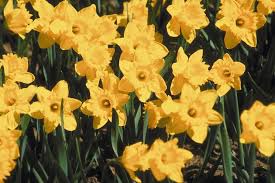Piccoli fiori gialli dal grande calice verde. Narciso Narcissus Bulbi Caratteristiche Del Narciso
