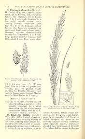 Image result for Eragrostis japonica