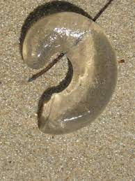 Shop the latest beach worm deals on aliexpress. Squishy Things On The Beach The Resident Judge Of Port Phillip