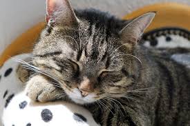 Average male domestic short hair cats can weigh anywhere from 10 to 12 pounds or 4.5 to 5.5 kg. Cat Weight According To Age Obese Cat From What Weight