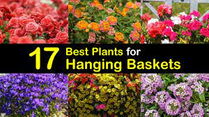 We did not find results for: 17 Best Plants For Hanging Baskets