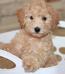 A goldendoodle puppy for sale is unlike other puppies in more ways than just one. Home Page Goldendoodle Breeder