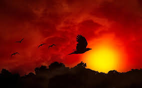 Check spelling or type a new query. Hd Wallpaper Beautiful Birds Fiery Flight Nature Sky Hd Art Red Colorful Wallpaper Flare