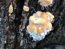 Leading jelly fungus sellers bring them to you right from farmers. Fungus Dripping Clear Liquid Found On Tree Stump In New York Request Id Mycology