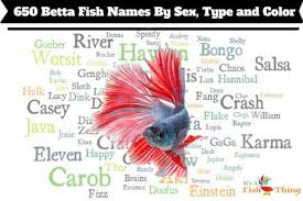 650 Betta Fish Names For All Different Types And Colors Betta Fish Betta Fish