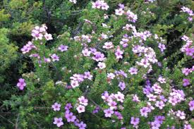 Image result for Buchnera usuiensis