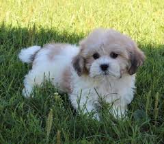 Shih tzu puppies for sale and dogs for adoption in minnesota, mn. Shih Tzu Puppies For Sale Minnesota Page 6