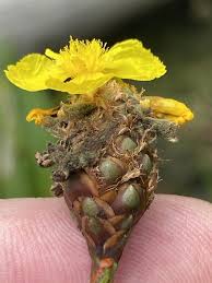 Image result for Xyris aristata