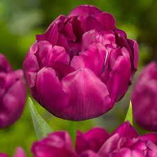 Pin On Tulips