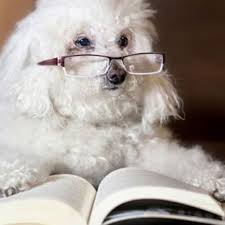 Top angebote für küche & haushalt.kostenlose lieferung möglich 25 Fun And Fascinating Dog Facts American Kennel Club