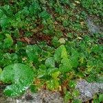 Image result for Merremia emarginata