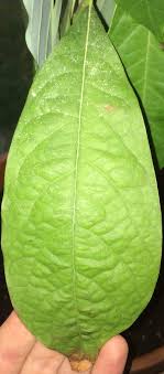Browse 296 avocado tree leaves stock photos and images available, or start a new search to explore more stock photos and images. How To Treat Fungus On Indoor Avocado Plant Leaves Gardening Landscaping Stack Exchange