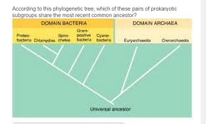 Chapter 27 Mastering Biology Flashcards Quizlet