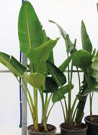 Strelitzia Bird Of Paradise Houseplant Strelitzia Nicolai Bird Of Paradise Toxic But Considered Mild