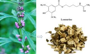 Image result for Leonurus japonicus