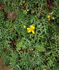 Image result for Bidens schimperi